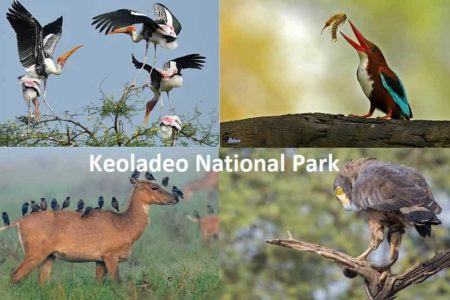 Keoladeo National Park, Bharatpur