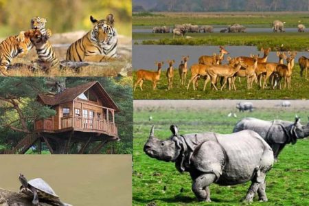 Kaziranga National Park