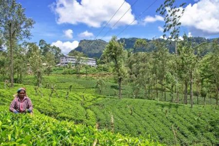 Labookellie Tea Centre