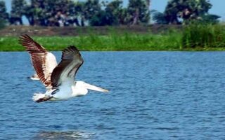 Kolleru Lake, Andhra Pradesh