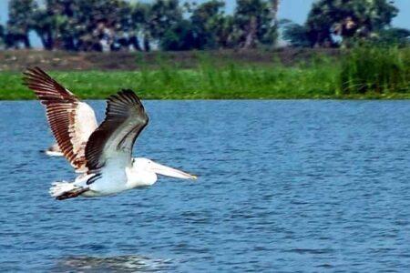 Kolleru Lake, Andhra Pradesh