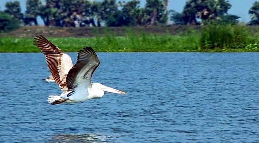 Kolleru Lake, Andhra Pradesh