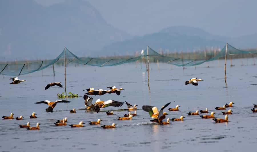 Chilika Lake, Odisha