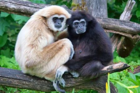 Gibbon Wildlife Sanctuary