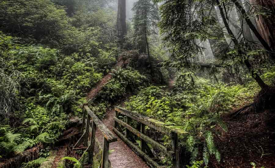 Jeypore Rainforest