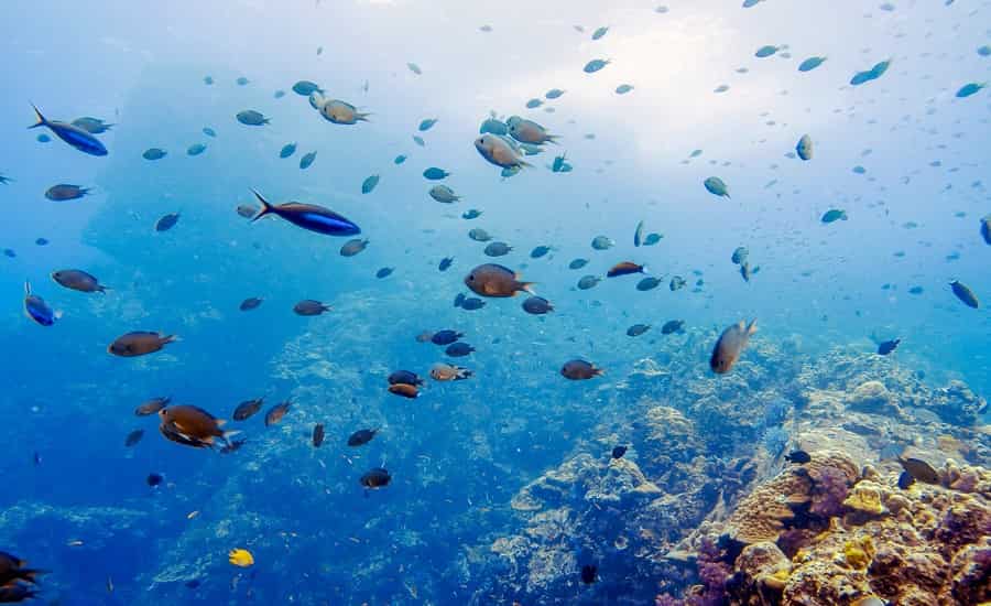 Hin Daeng Scuba Diving