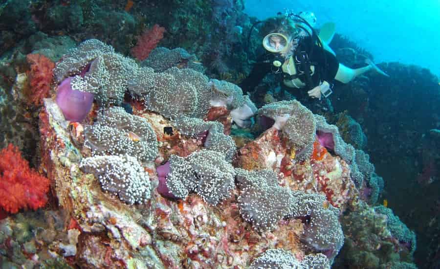 Hin Muang Scuba Diving