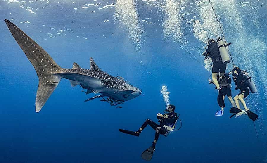 Koh Tao Scuba Diving