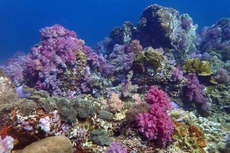 Koh Tarutao Scuba Diving