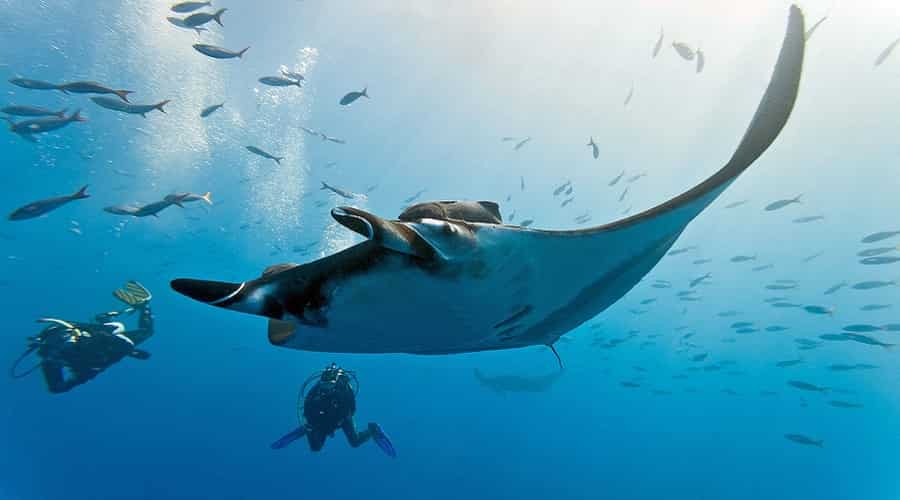 Surin Islands Diving