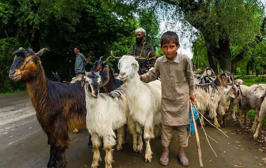 Gujjar Tribes of Himachal Pradesh