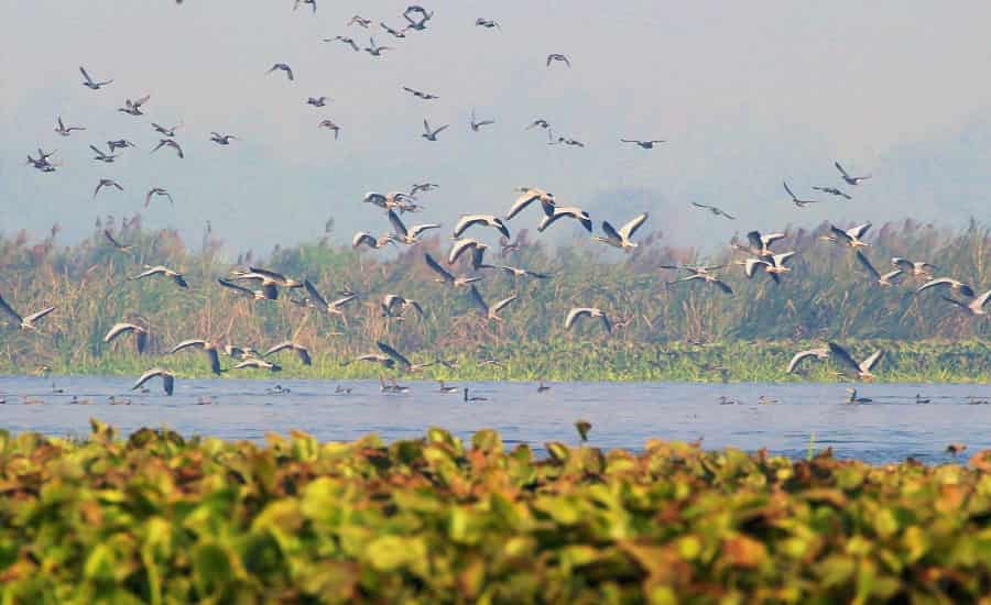 Okhla Bird Sanctuary