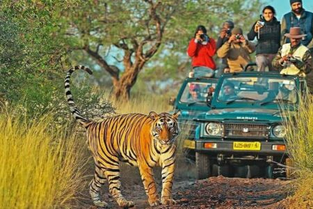 Ranthambore National Park, Rajasthan