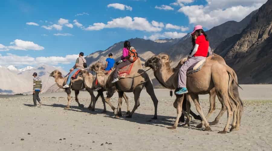 Camel Ride at Nubra Valley