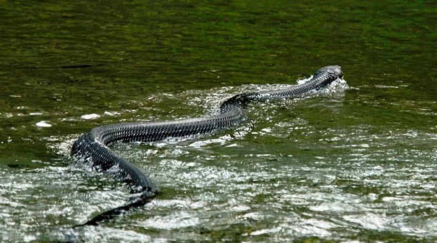 Gorumara National Park