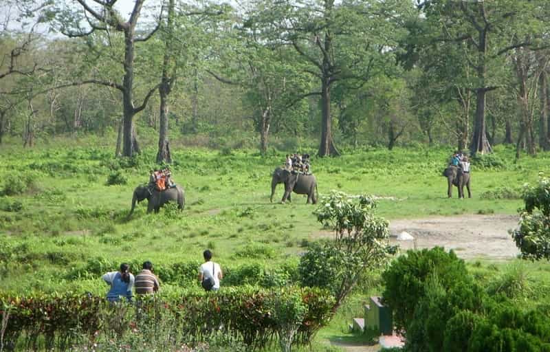 Jaldapara wildlife sanctuary