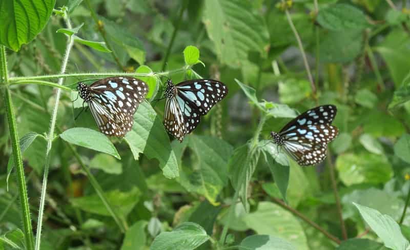 Gundla Brahmeswara Sanctuary