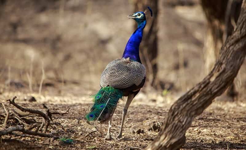 Mahavir Harina Vanasthali National Park