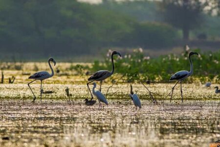 Manjira Bird Sanctuary