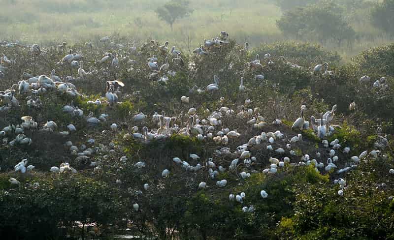 Nelapattu Bird Sanctuary