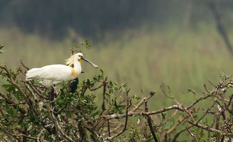 Pulicat Bird Sanctuary