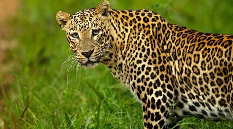 Sri Venkateswara National Park