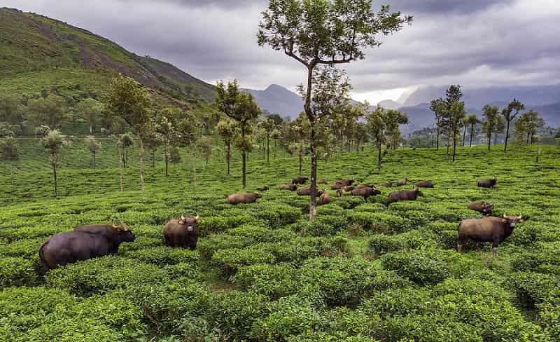 Valparai