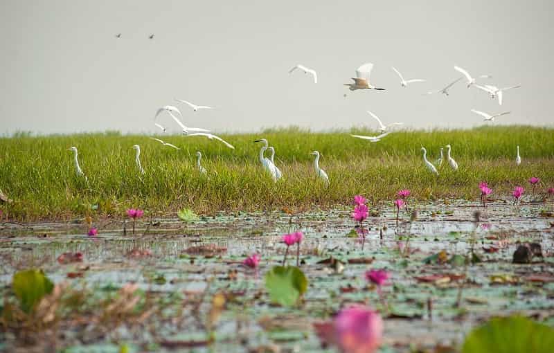 Chilka Lake Bird Sanctuary