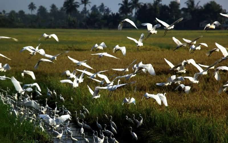 Kumarakom Bird Sanctuary, Kerala