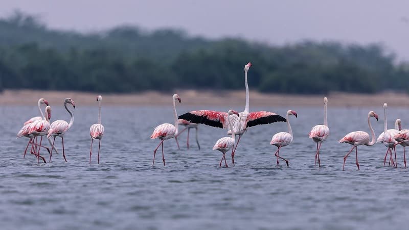 Pulicat Lake Bird Sanctuary, Andhra Pradesh