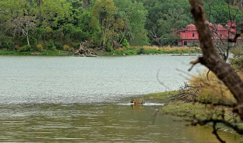 Jogi Mahal, Ranthambore national Park