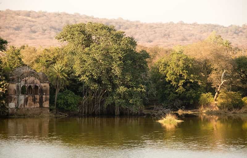 Raj Bagh ruins at Ranthambore National Park