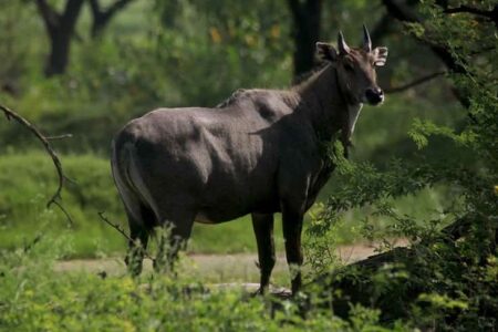 Sanjay National Park, Chhattisgarh