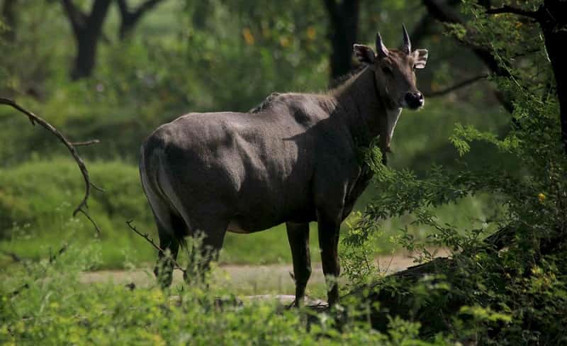 Popular Wildlife Sanctuaries and National Parks of Chhattisgarh