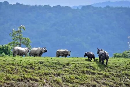 Kaziranga National Park – Assam