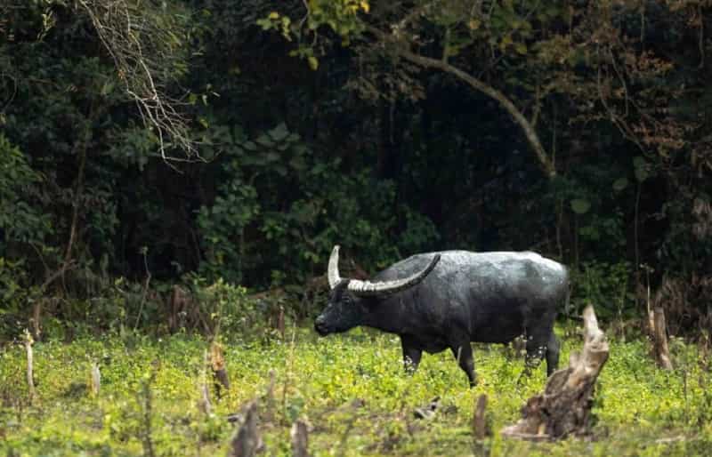 Manas National Park – Assam