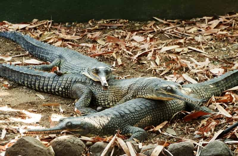 The Katraj Snake Park, Pune