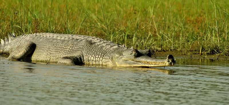 Katarniaghat Wildlife Sanctuary