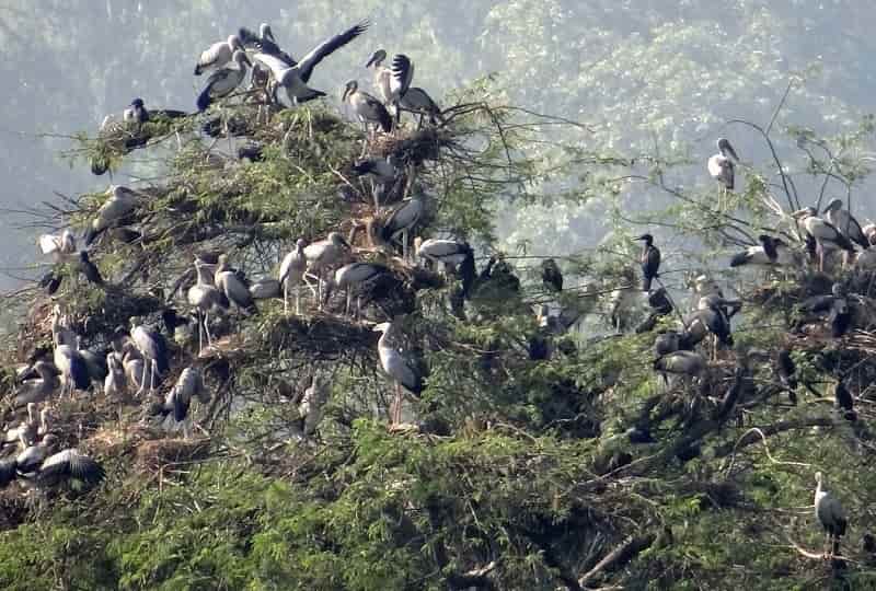 Nawabganj Wildlife Sanctuary