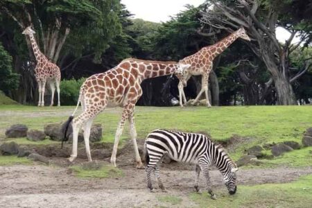 San Francisco Zoo, California