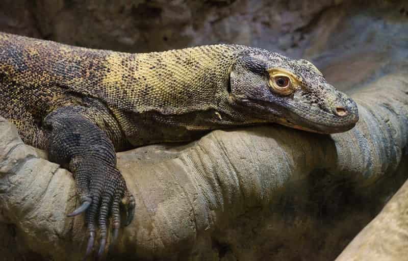 Dragon’s Lair in Memphis Zoo