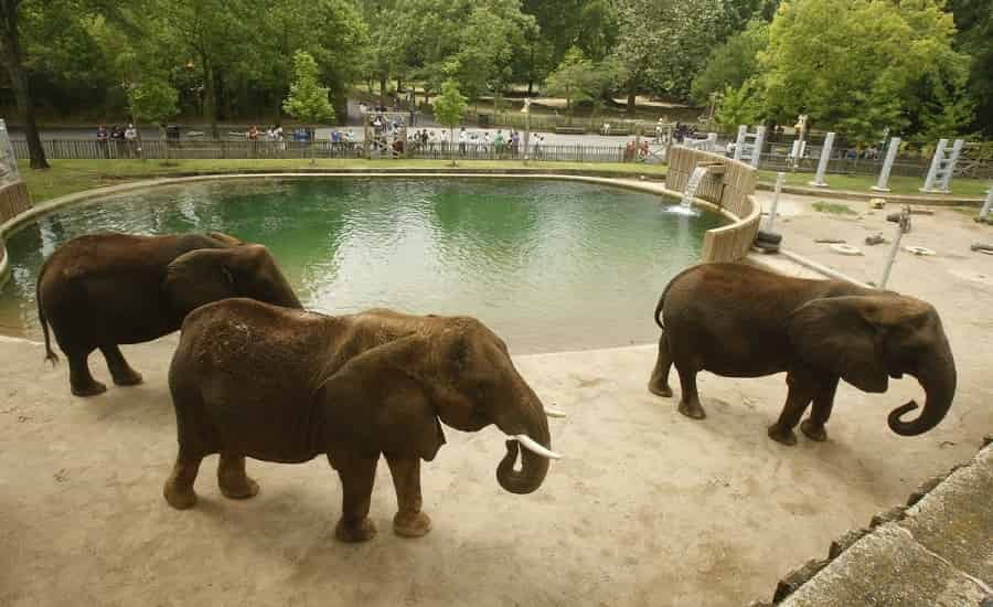 Memphis Zoo, Memphis, Tennessee, United States Attractions