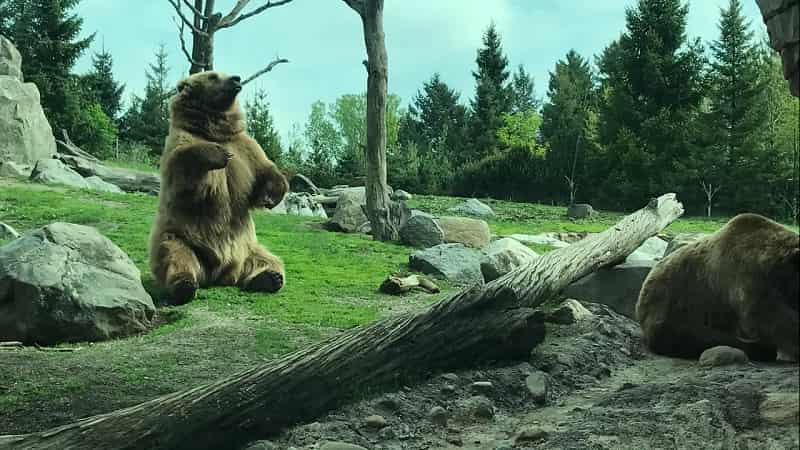 Russia’s Grizzly Coast, Minnesota Zoo