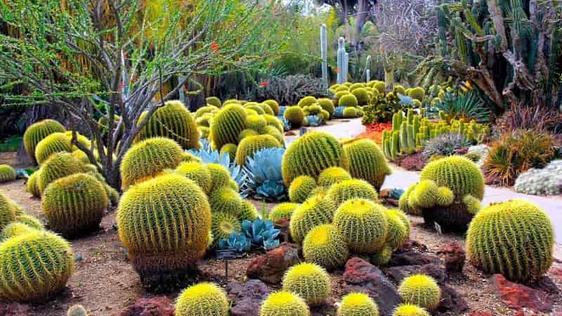 Desert Botanical Garden, Phoenix, Arizona