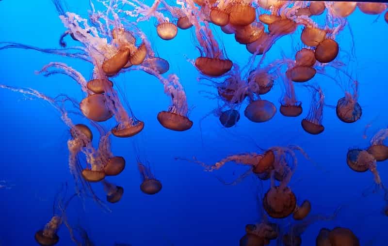 Monterey Bay Aquarium, California