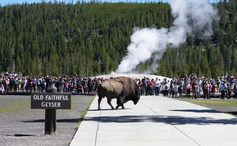 Yellowstone National Park Geyser